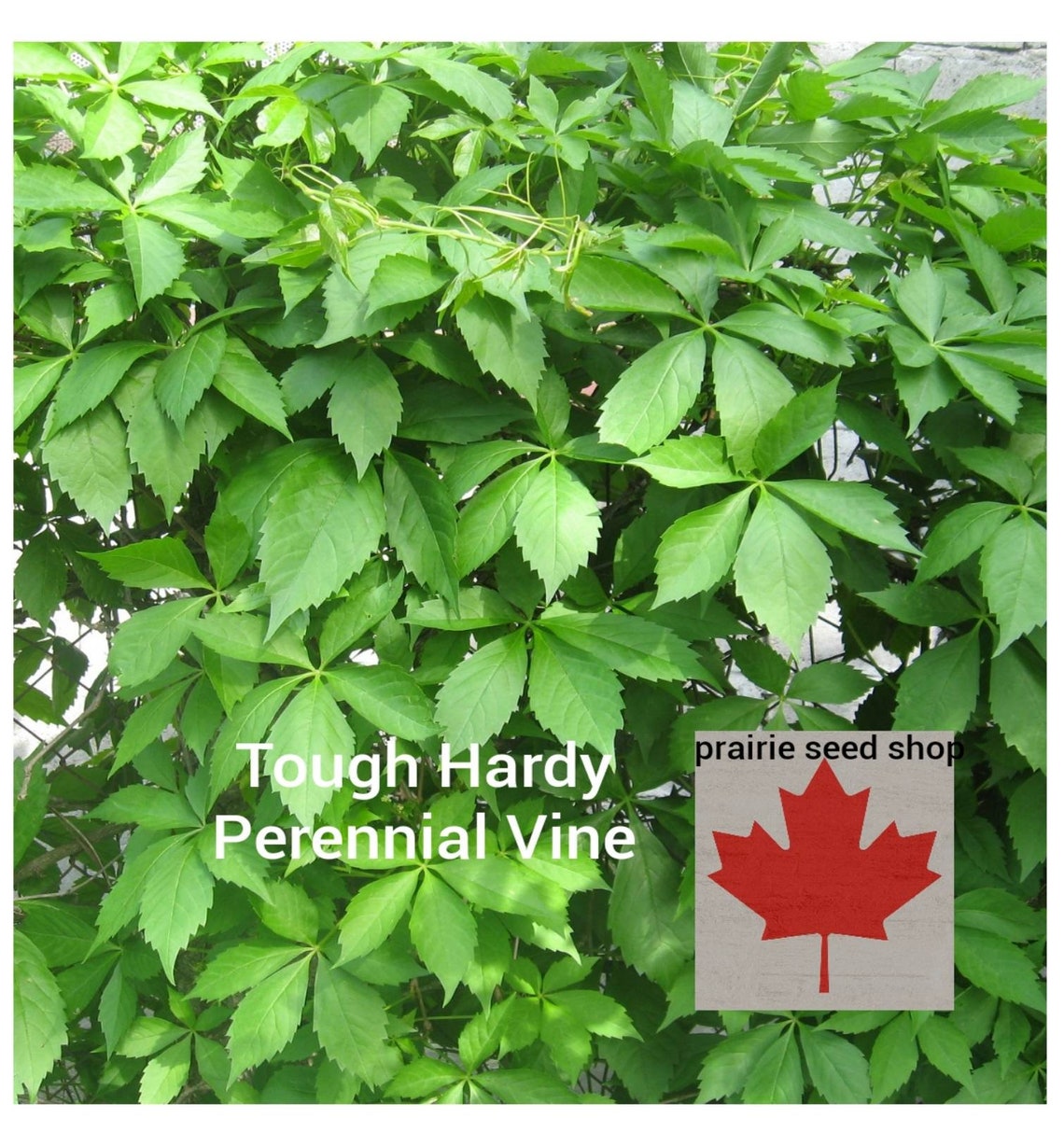 Virginia Creeper Perennial Climbing Vine Seeds Fast Growing Wild Native Plant Canada Grown 